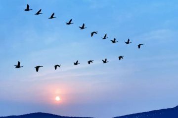 Por que os Pássaros Voam em Forma de V