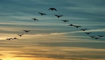 ¿Por que os Pássaros Voam em Forma de V?: A Ciência Tem a Resposta para esse Mistério Por que os Pássaros Voam em Forma de V