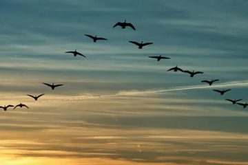 Por que os Pássaros Voam em Forma de V