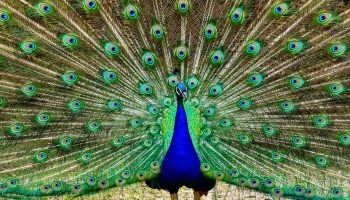 Pavão de pescoço verde (Pavo muticus)