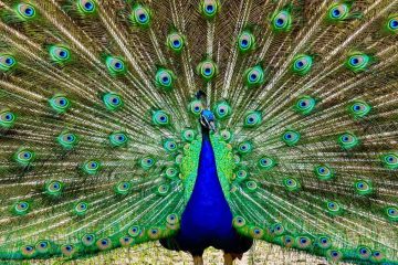 Pavão de pescoço verde (Pavo muticus)