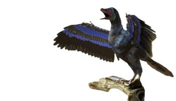 Archaeopteryx