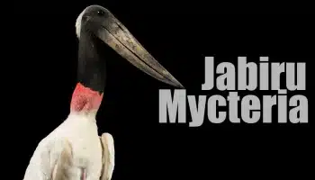 Tuiuiu: Características, Distribuição e Conservação (Jabiru mycteria) Características, Distribuição e Conservação (Jabiru mycteria)