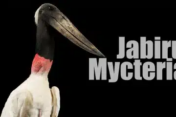 Características, Distribuição e Conservação (Jabiru mycteria)