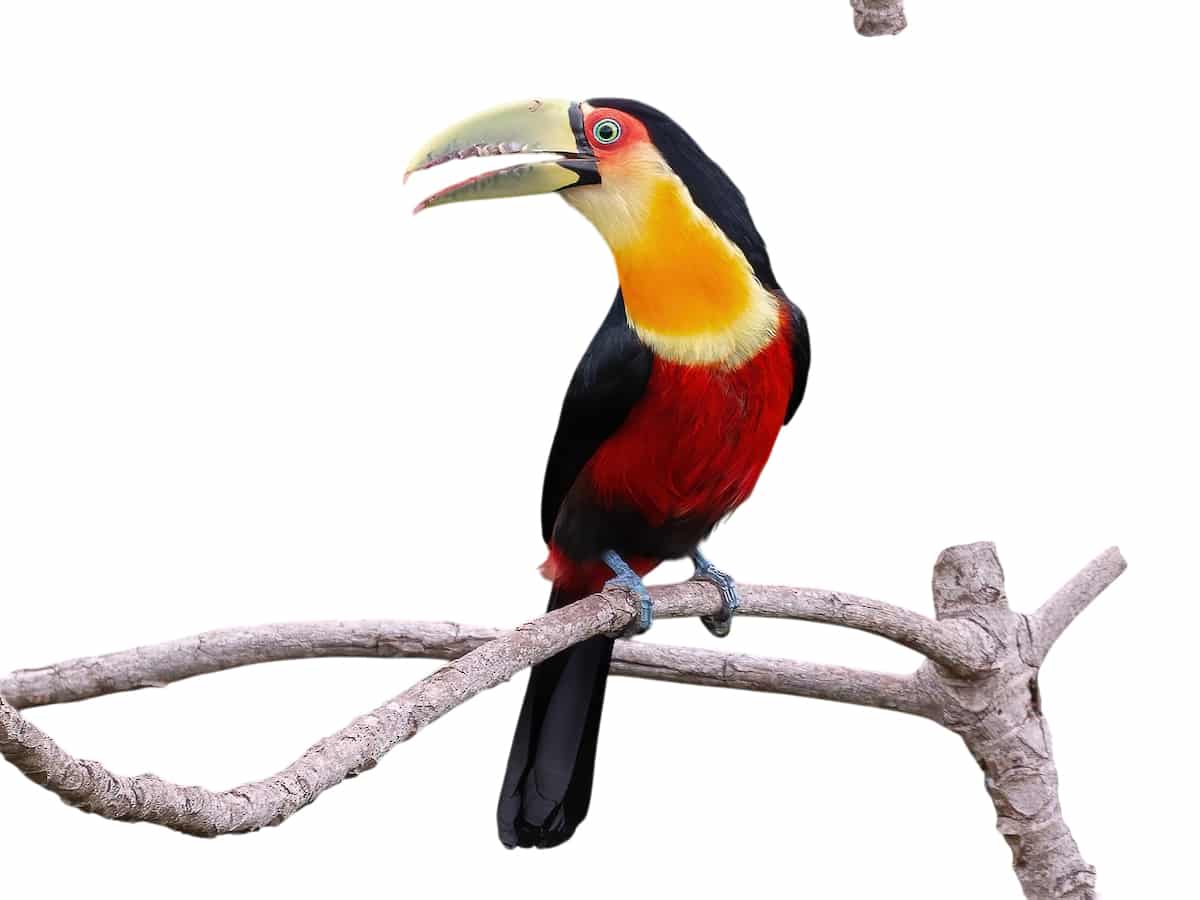 Ramphastos dicolorus, Aves Exóticas do Brasil