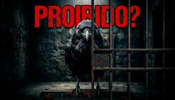 é legal ter um corvo de estimação no Brasil?