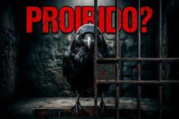 é legal ter um corvo de estimação no Brasil?