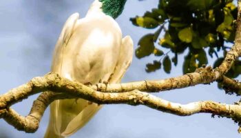 Procnias Nudicollis (1)