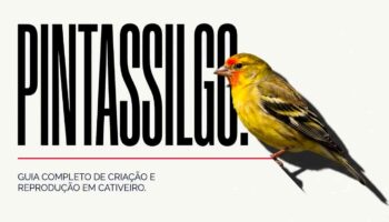 gaiola de criação para pintassilgo