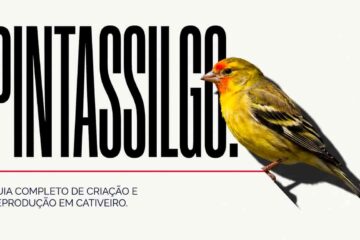 gaiola de criação para pintassilgo